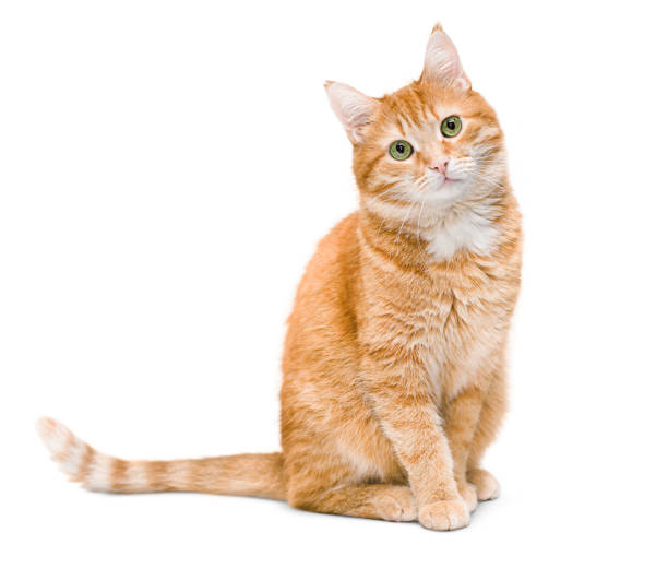 Picture of my cat